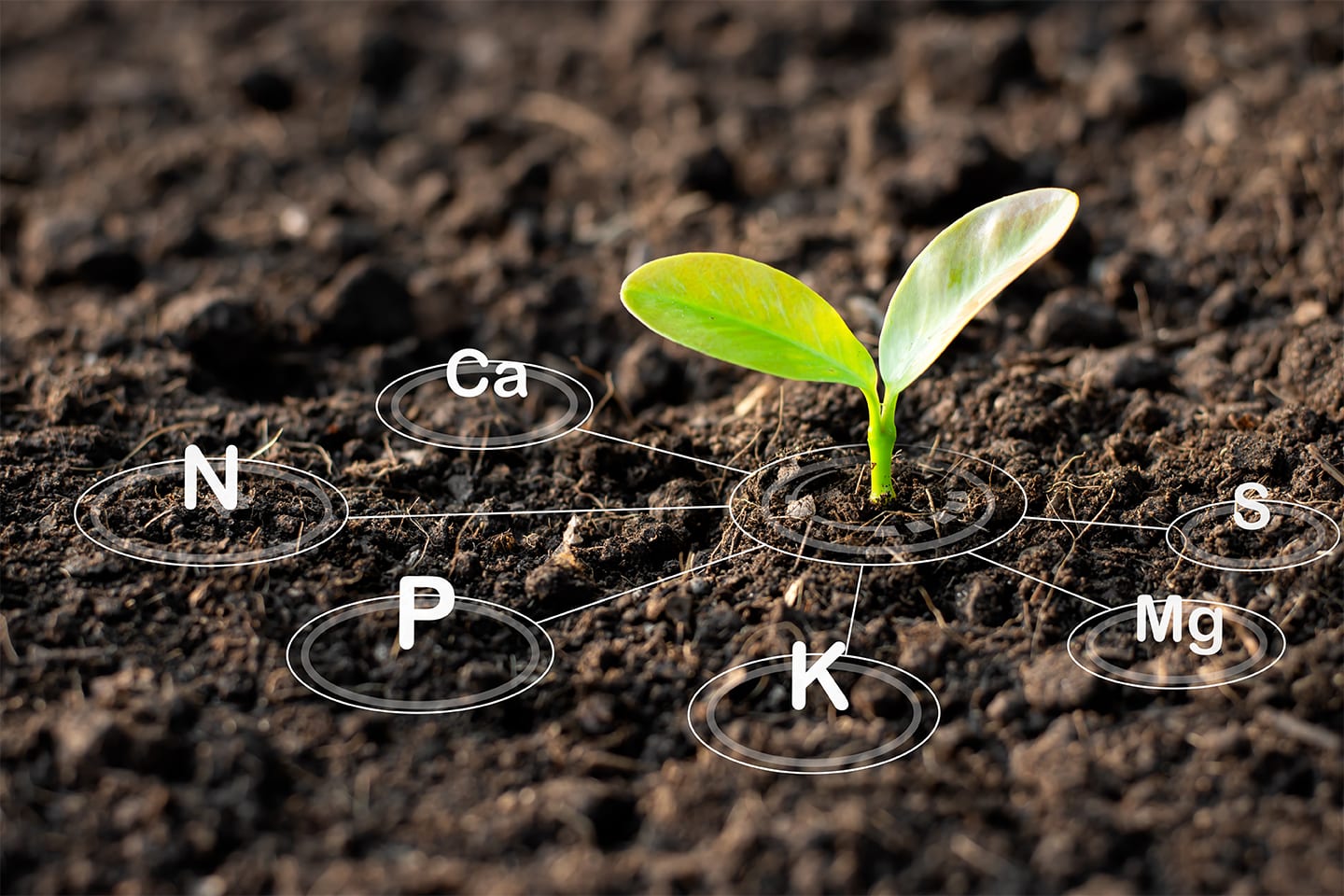 Seedling_Soil_Health Seedling_Soil_Health